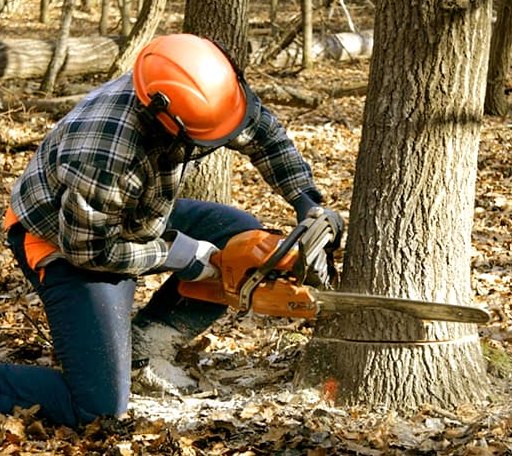 Tree Removal in Gove, KS